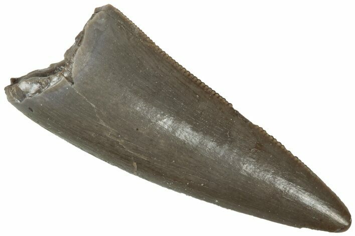 Serrated, Triassic Reptile (Postosuchus?) Tooth - Arizona #321055